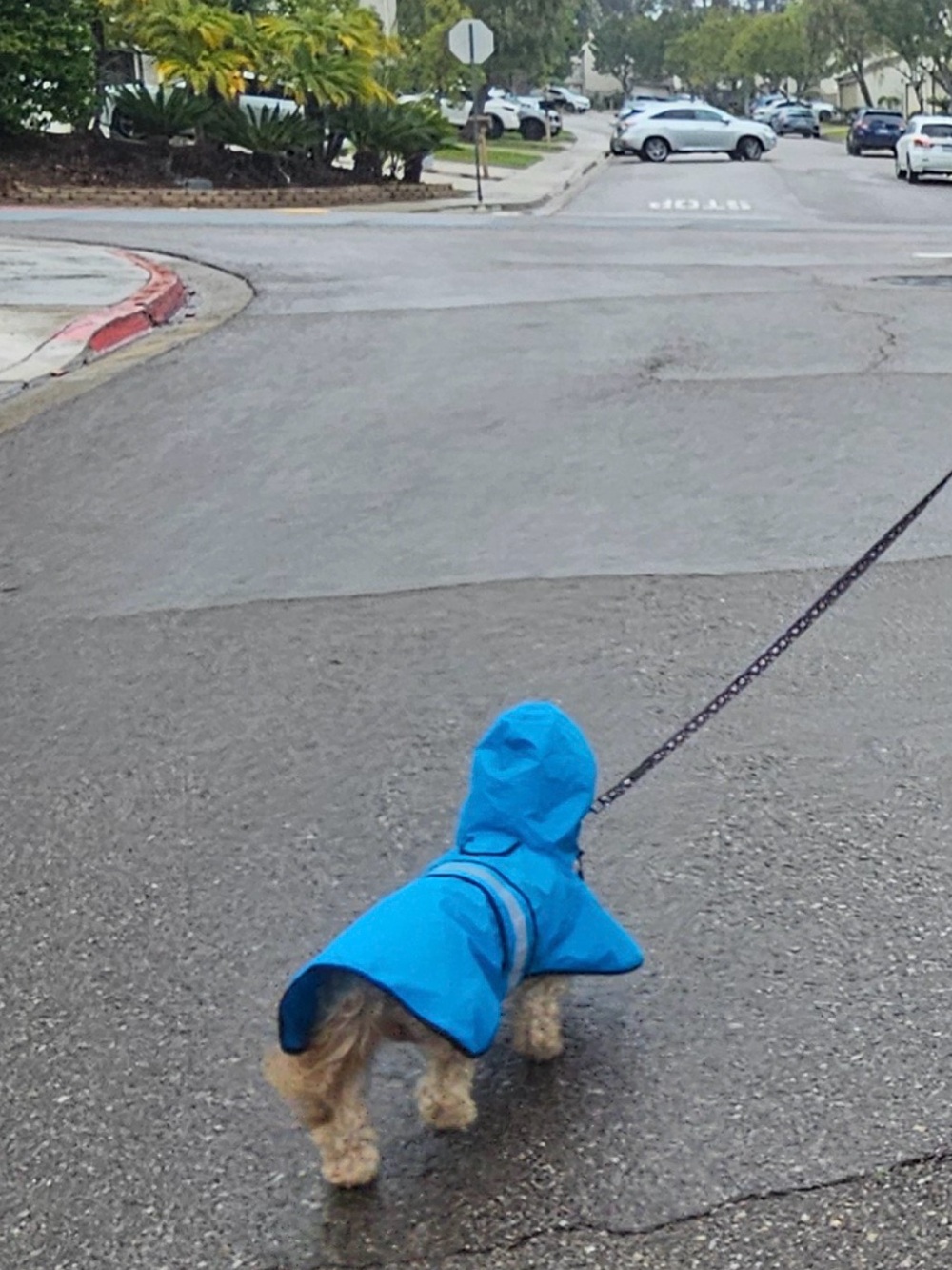 Medium dog Blue Reflective Rain Poncho Jacket with Hood